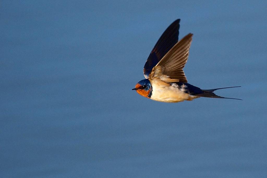 Barn Swallow by Bryce Bradford is licensed under CC BY-NC-ND 2.0
